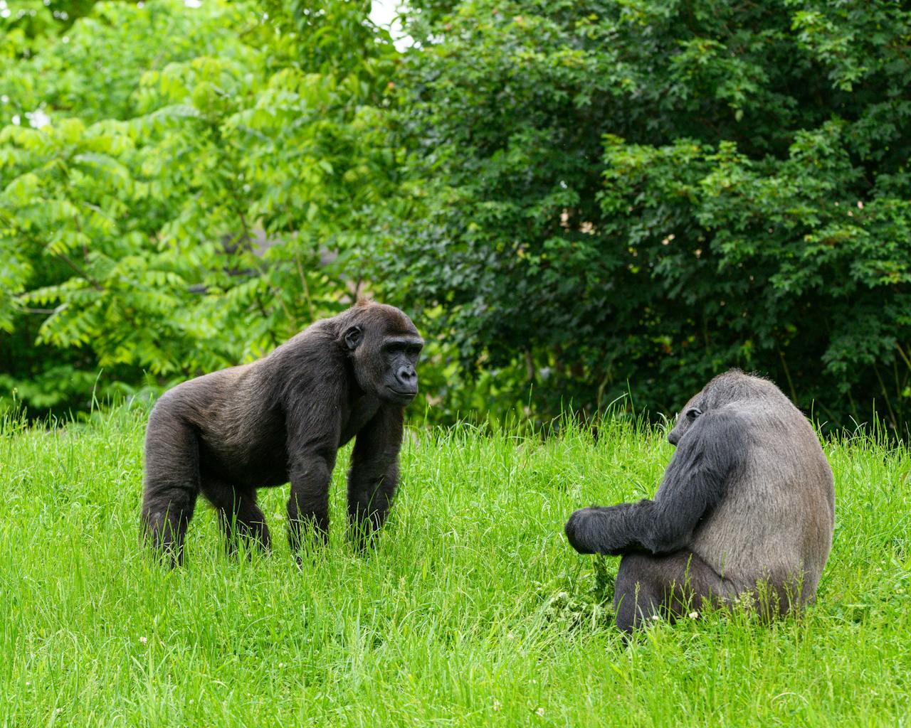 Adventure Republiq Gorilla Trekking