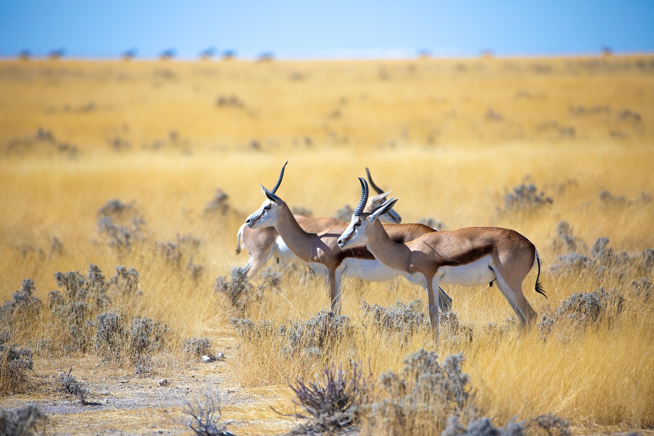 Adventure Republiq National Parks & Wildlife Sanctuaries